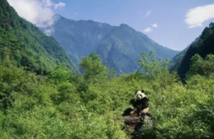 四川大熊猫栖息地:四川卧龙、四姑娘山、夹金山脉，2006年被列入世界自然遗产名录。这是是全球**最完整的大熊猫栖息地，也是一个“活着的博物馆”，除了大熊猫、羚羊、金丝猴等独有珍稀物种外，还有高等植物一万多种。